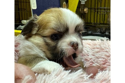 成約済の福岡県のチワワ(ロングコート)-281085の14枚目