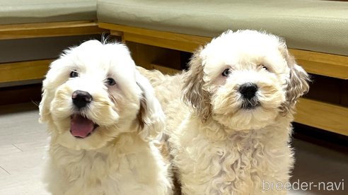 成約済の茨城県のミックス犬-277684の7枚目