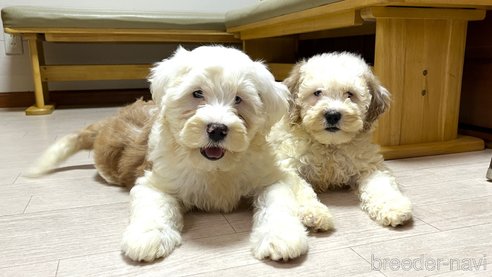 成約済の茨城県のミックス犬-277684の8枚目