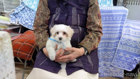 成約済の茨城県のミックス犬-283316の6枚目