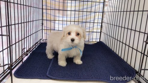 成約済の茨城県のミックス犬-283316の1枚目