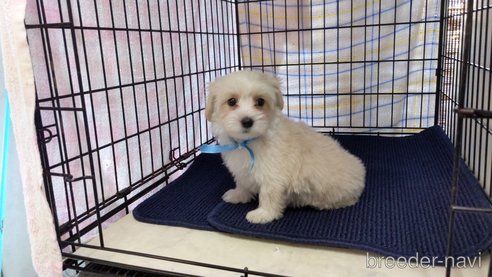 成約済の茨城県のミックス犬-283316の4枚目