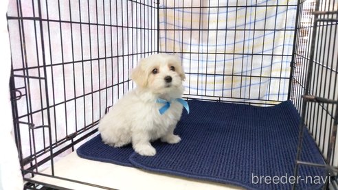 成約済の茨城県のミックス犬-283316の3枚目