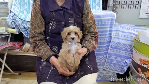 成約済の茨城県のミックス犬-285245の1枚目