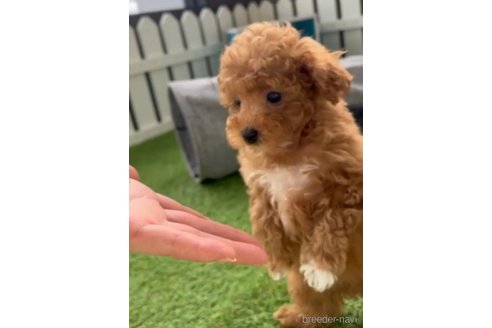 成約済の福岡県のトイプードル-283297の2枚目