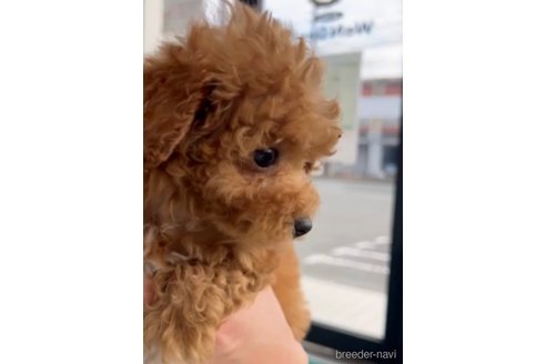 成約済の福岡県のトイプードル-283297の3枚目