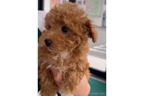 成約済の福岡県のトイプードル-283297の4枚目