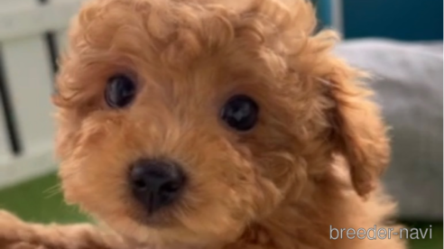 成約済の福岡県のトイプードル-283297の1枚目