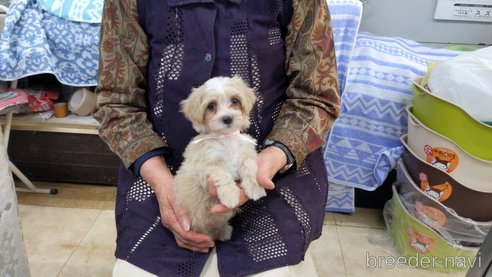 成約済の茨城県のミックス犬-285249の1枚目