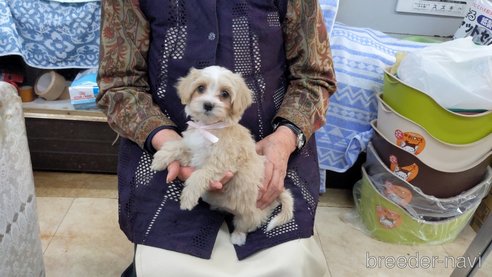 成約済の茨城県のミックス犬-285249の6枚目