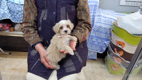 成約済の茨城県のミックス犬-285249の5枚目