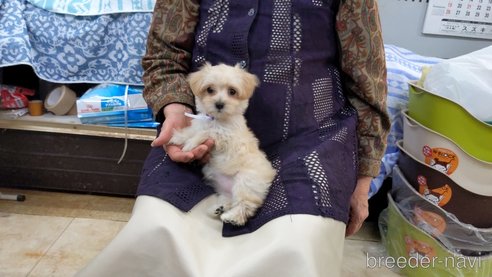 成約済の茨城県のミックス犬-285250の6枚目