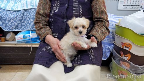 成約済の茨城県のミックス犬-285250の5枚目