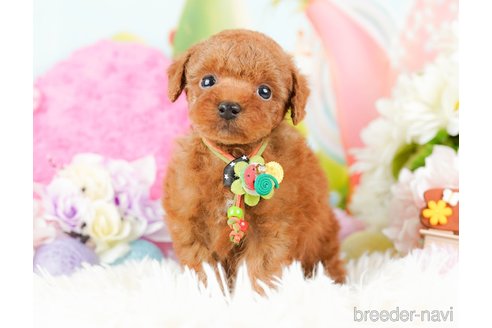 成約済の神奈川県のタイニープードル-285253の3枚目