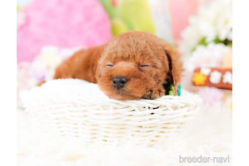 成約済の神奈川県のタイニープードル-285253の4枚目