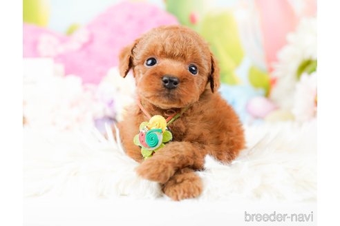 成約済の神奈川県のタイニープードル-285253の5枚目