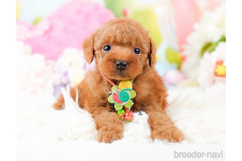 成約済の神奈川県のタイニープードル-285253の6枚目