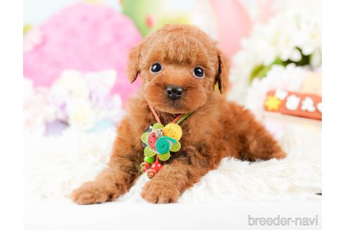 成約済の神奈川県のタイニープードル-285253の1枚目