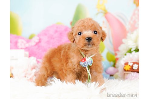 成約済の神奈川県のタイニープードル-285254の3枚目