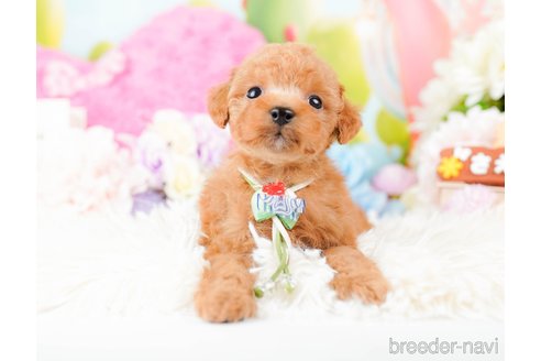 成約済の神奈川県のタイニープードル-285254の4枚目