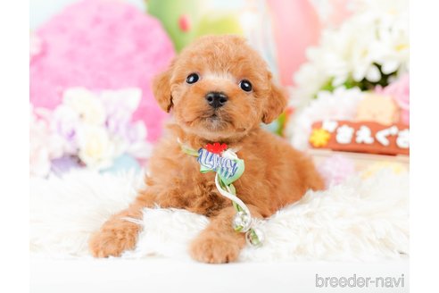 成約済の神奈川県のタイニープードル-285254の1枚目