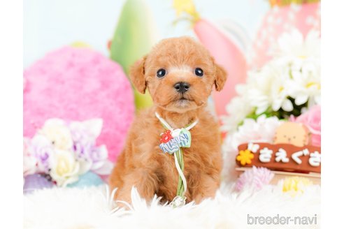 成約済の神奈川県のタイニープードル-285254の5枚目