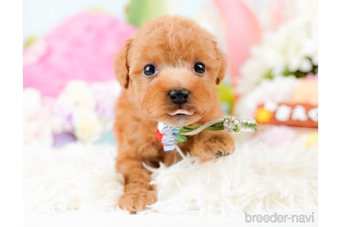 成約済の神奈川県のタイニープードル-285254の6枚目