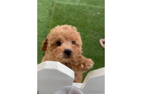 成約済の福岡県のトイプードル-283298の5枚目