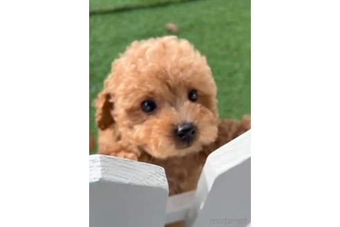 成約済の福岡県のトイプードル-283298の2枚目