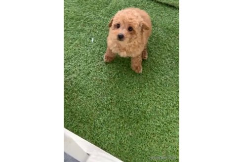 成約済の福岡県のトイプードル-283298の3枚目