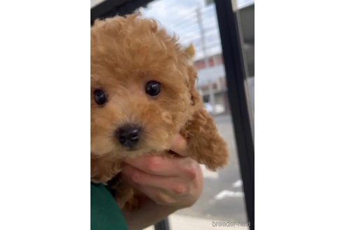 成約済の福岡県のトイプードル-283298の4枚目