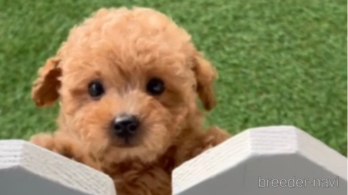 成約済の福岡県のトイプードル-283298の1枚目