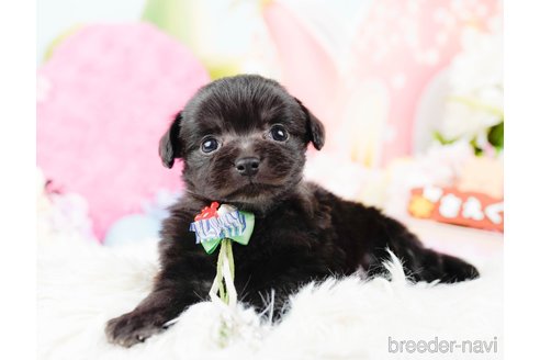 成約済の神奈川県のチワプー:チワワ×トイプードル-285257の3枚目