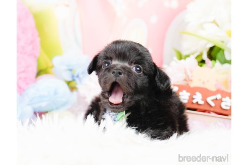 成約済の神奈川県のチワプー:チワワ×トイプードル-285257の4枚目