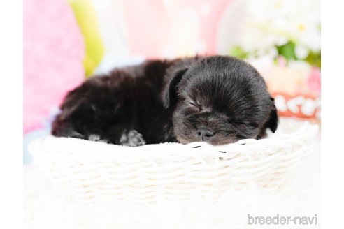 成約済の神奈川県のチワプー:チワワ×トイプードル-285257の5枚目