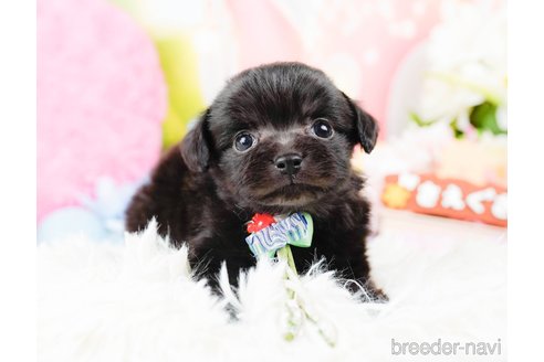 成約済の神奈川県のチワプー:チワワ×トイプードル-285257の1枚目