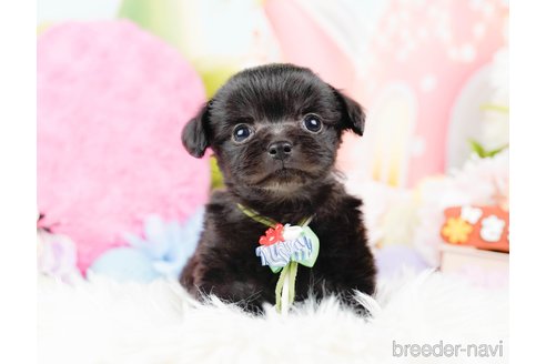 成約済の神奈川県のチワプー:チワワ×トイプードル-285257の6枚目