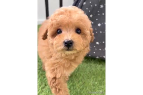 成約済の福岡県のトイプードル-284579の4枚目