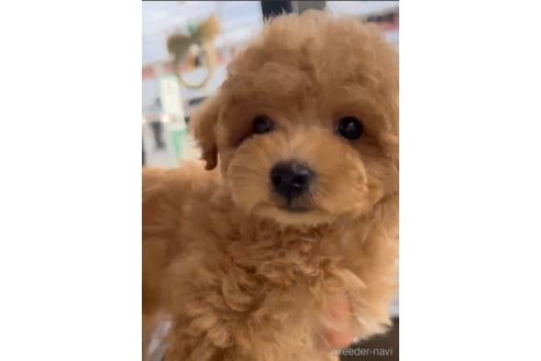 成約済の福岡県のトイプードル-284579の5枚目