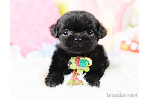 成約済の神奈川県のチワプー:チワワ×トイプードル-285260