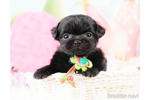 成約済の神奈川県のチワプー:チワワ×トイプードル-285260の3枚目