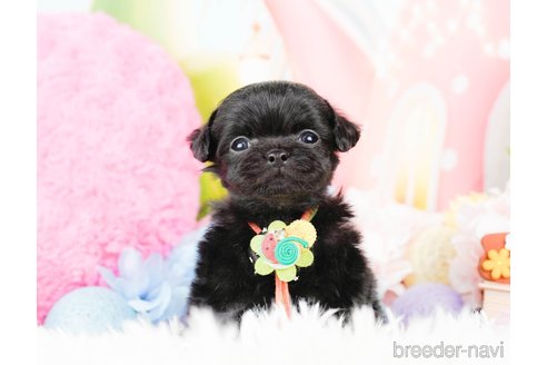 成約済の神奈川県のチワプー:チワワ×トイプードル-285260の2枚目