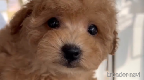 成約済の福岡県のトイプードル-284579の3枚目