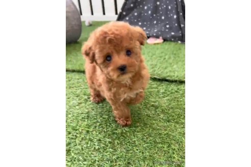 成約済の福岡県のタイニープードル-285264の2枚目
