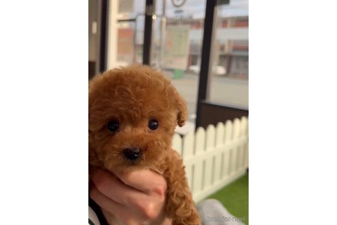 成約済の福岡県のタイニープードル-285264の4枚目