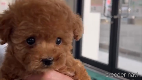 成約済の福岡県のタイニープードル-285264の1枚目