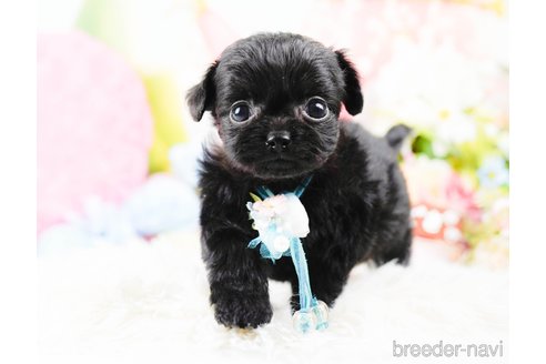 成約済の神奈川県のチワプー:チワワ×トイプードル-285265