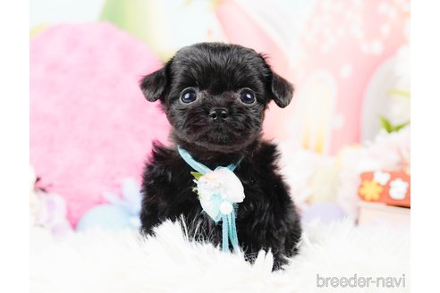 成約済の神奈川県のチワプー:チワワ×トイプードル-285265の4枚目