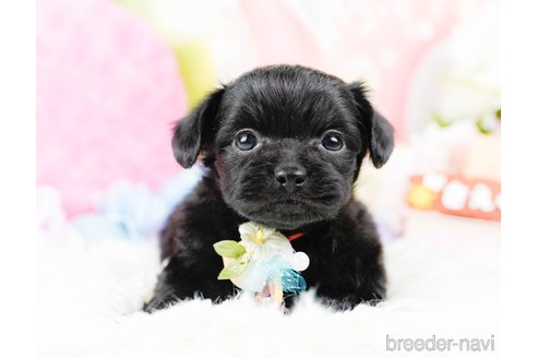 成約済の神奈川県のチワプー:チワワ×トイプードル-285268