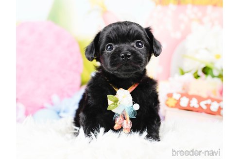 成約済の神奈川県のチワプー:チワワ×トイプードル-285268の4枚目